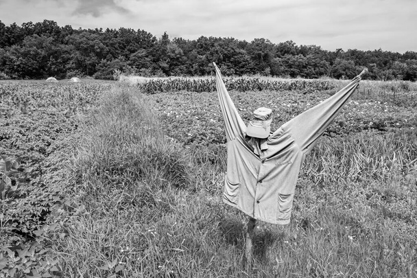 Scary scarecrow in garden discourages hungry birds, beautiful landscape consists of scary scarecrow on garden land, clear light sky over big forest, scary scarecrow in garden to protect large crop - Photo, image