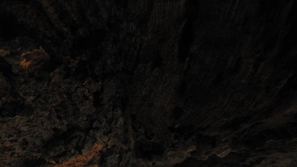 Frissen vágott fatörzsek. A tűzifa festői összetétele. Egy törött törzs belseje, növényekkel körülvéve, háttérként erdővel. Fa rönköt halmozott fel Harz hegységben Németországban. Fa rönk erdőkkel a háttérben - Fotó, kép