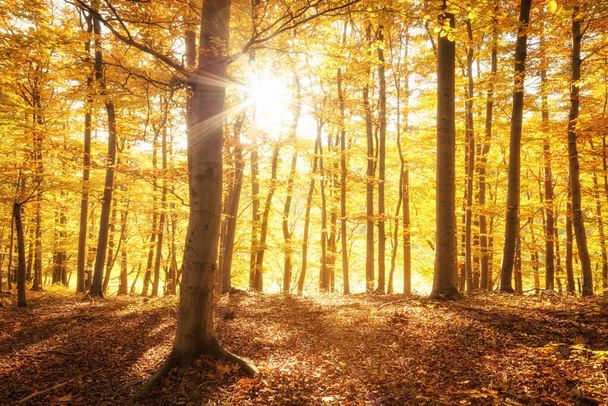 beautiful golden autumn forest in Sachsen-Anhalt, Germany - Photo, Image