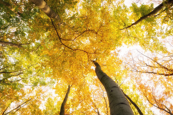 árvores de outono com folhas amarelas, vista inferior  - Foto, Imagem