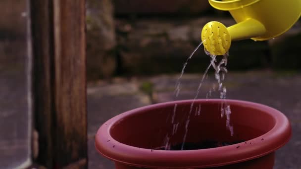 植物鍋中遅い動きのズームショット選択的な焦点の庭師の水泳の球根 - 映像、動画