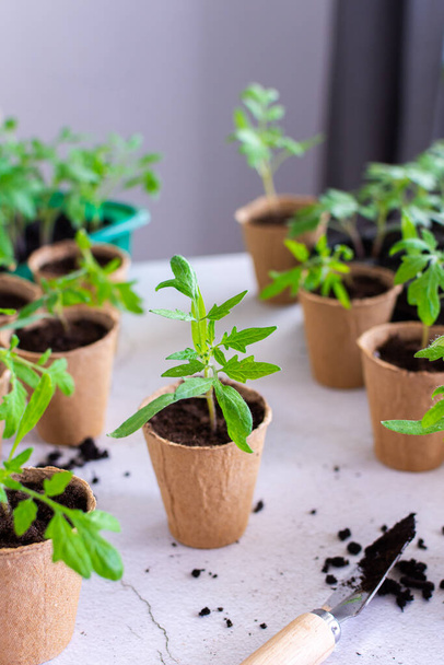 Plántulas verdes jóvenes de tomate en macetas ecológicas, pinchando, trasplantando plántulas de contenedores de plástico en macetas de turba - Foto, imagen