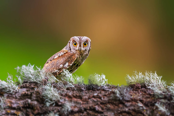 Jedna z nejtajemnějších a nejroztomilejších sovy v přírodě. Eurasian Scops Owl. (Otus scops). Pozadí přírody. - Fotografie, Obrázek