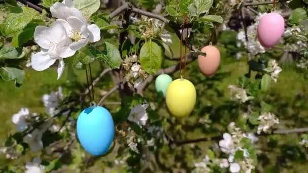Feliz Pascua. árbol en flor decorado con huevos de Pascua decorativos. Jardín de primavera, preparativos para Pascua. Enfoque selectivo. Vacaciones religiosas - Imágenes, Vídeo