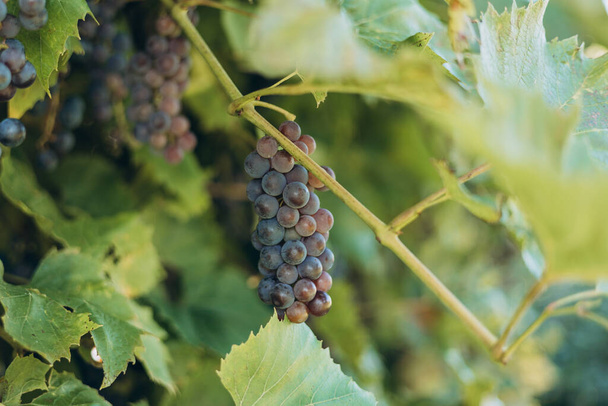 Uvas para la elaboración de vino tinto en la caja de cosecha. Uvas azules que crecen en las vides. Primer plano de las uvas que cuelgan de la rama. - Foto, Imagen