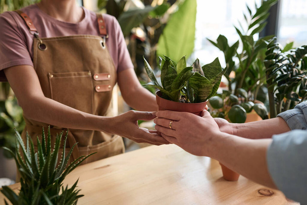 Unrecognizable female florist giving potted plant to houseplant shop customer - Photo, Image