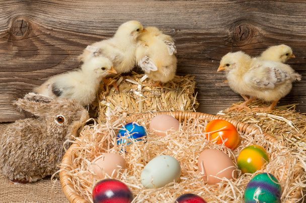 Chicks with easter eggs in a easter nest. - Foto, Imagen