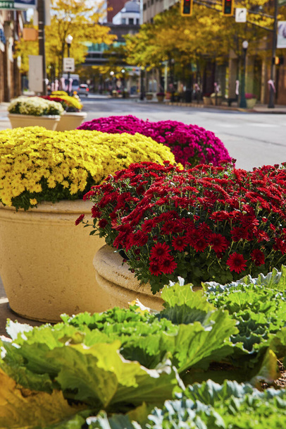 Des chrysanthèmes vibrants embellissent le centre-ville de Fort Wayne, en Indiana, en automne - Photo, image