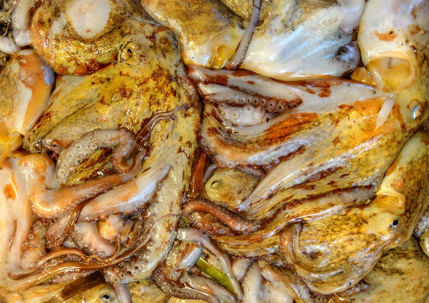 Seafood  - Photo, Image