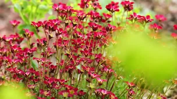 σαξοφράγα λουλούδια. ανθισμένο σαξόφραχτο θάμνο σε ένα πέτρινο κοντινό πλάνο.Μικρά κόκκινα λουλούδια για βραχώδεις λόφους και βραχώδεις κήπους. 4k πλάνα - Πλάνα, βίντεο