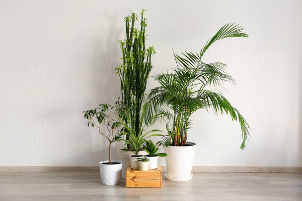 Green houseplants with wooden box near light wall in room - Photo, Image