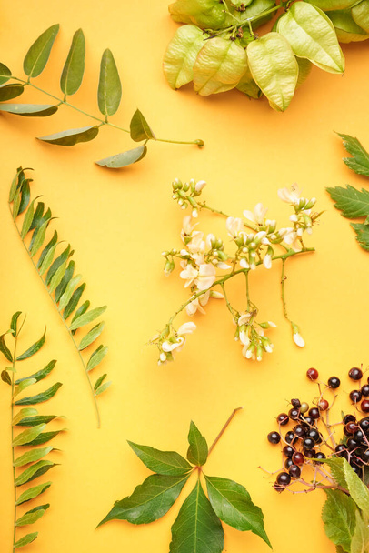 Zusammensetzung mit verschiedenen Pflanzenzweigen, Blumen und Beeren auf farbigem Hintergrund - Foto, Bild