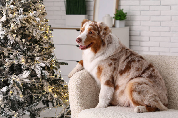 Lindo perro pastor australiano en casa en la víspera de Navidad - Foto, Imagen