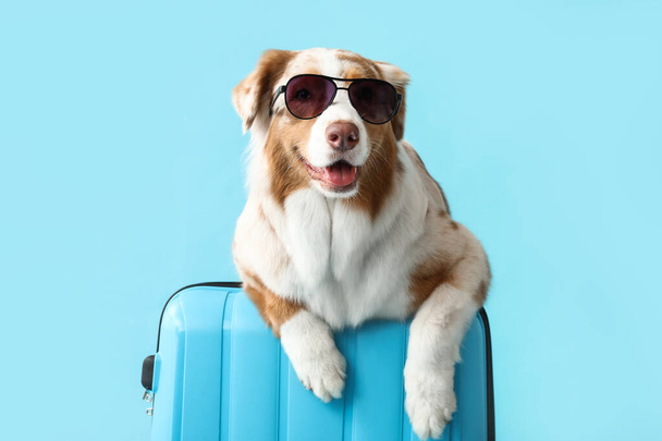 Χαριτωμένο Αυστραλιανό Ποιμενικό σκυλί σε γυαλιά ηλίου με βαλίτσα σε μπλε φόντο. Ταξιδιωτική έννοια - Φωτογραφία, εικόνα