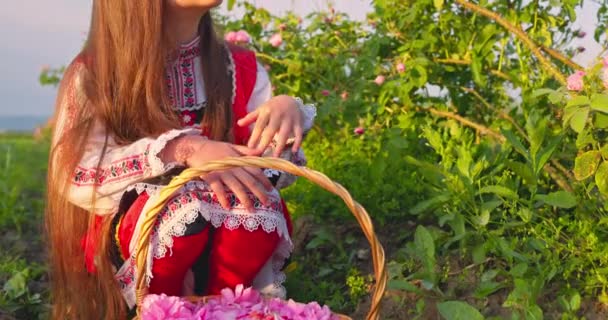 Bulgaria hermosa chica con olor a cesta aroma de aceite teniendo rosa damascena en el campo de rosas de la salida del sol Bulgaria 4k video en cámara lenta - Metraje, vídeo