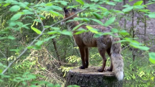 Vörös róka, vulpes vulpes, áll egy fatönk az erdőben, és figyeli a környéket. Dokumentumfilm jellegű. Nyáron egy róka sétál át az erdőn. Kiváló minőségű 4k felvételek - Felvétel, videó