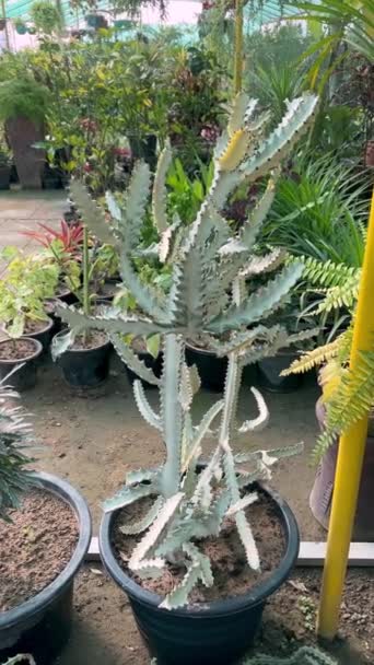 Euphorbia lactea biały duch przyciągające wzrok małe drzewo kaktusowe z prawie całkowicie białych gałęzi w garnku w szklarni - Materiał filmowy, wideo