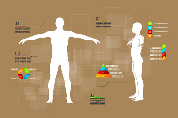 infográficos anatomia do corpo humano
 - Vetor, Imagem