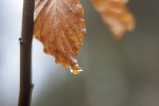 Die ersten Knospen und Blätter eines Strauches im Frühjahrsregen mit Regentropfen in Siebenbrunn, dem kleinsten Stadtteil der Fuggerstadt Augsburg - Foto, Bild
