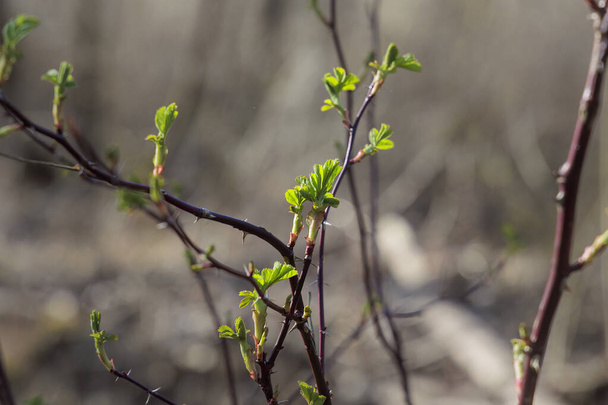 Die ersten Blätter einer Wildrose im Frühjahrsregen in Siebenbrunn, dem kleinsten Stadtteil der Fuggerstadt Augsburg - Foto, Bild