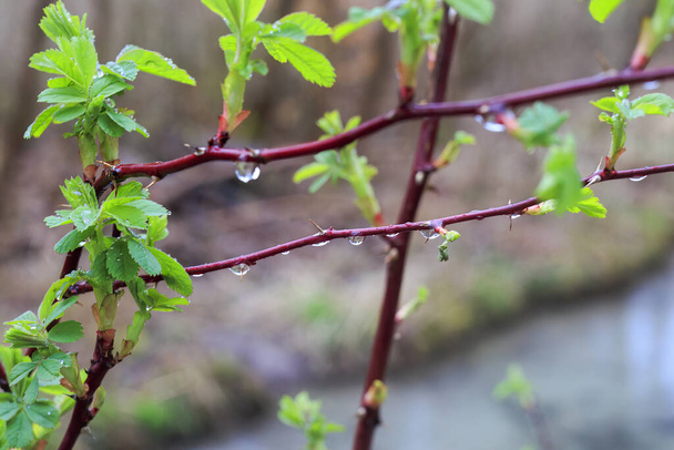 The first leaves of a wild rose in the spring rain in Siebenbrunn, the smallest district of the Fugger city of Augsburg - Photo, Image