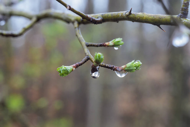 The first buds and leaves of a shrub in the spring rain with raindrops in Siebenbrunn, the smallest district of the Fugger city of Augsburg - Photo, Image