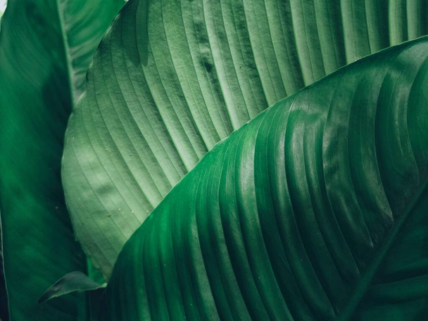 A zöld trópusi levelek szépsége - Fotó, kép