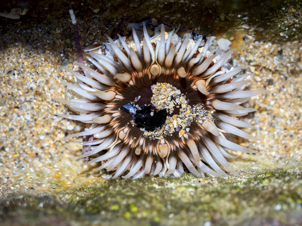 dahlia anemone (Urticina felina) en una roca durante la marea baja en una playa en Galicia, España - Foto, Imagen