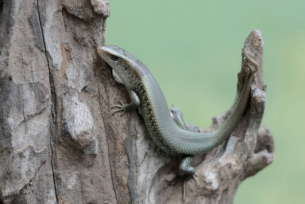 Un joven sol skink con una cola bifurcada está tomando el sol en un tronco de árbol seco. Este reptil tiene el nombre científico Mabouya multifasciata. - Foto, imagen