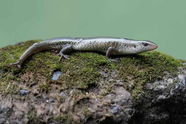A young sun skink with a forked tail is looking for prey on a moss-covered ground. This reptile has the scientific name Mabouya multifasciata. - Photo, Image