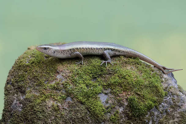 A young sun skink with a forked tail is looking for prey on a moss-covered ground. This reptile has the scientific name Mabouya multifasciata. - Photo, Image