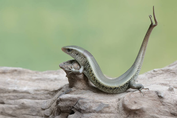 Mladý sluníčko s rozvětveným ocasem se opaluje na suchém kmeni stromu. Tento had má vědecké jméno Mabouya multifasciata. - Fotografie, Obrázek