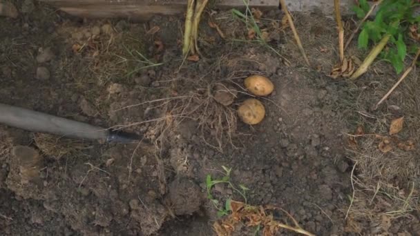 A krumpli kiásásának folyamata a kertben, felülnézetből. Kiváló minőségű FullHD felvételek - Felvétel, videó