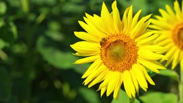 Bee collects pollen on sunflower. Slow motion, close up. - Footage, Video