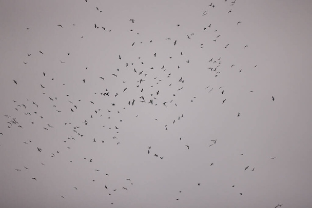 un gruppo di gabbiani vola nel cielo in un volo rituale - Foto, immagini