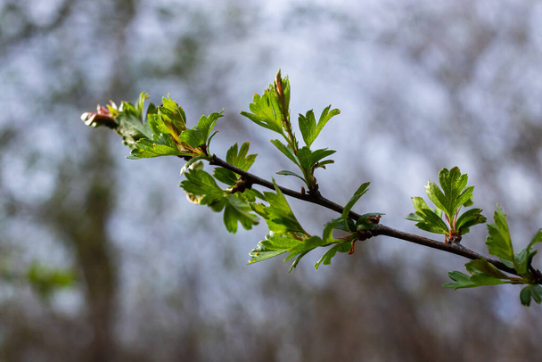 一般的なサンザシやワニーズサンザシ｜Crataegus Monogyna春の新鮮な緑の葉 . - 写真・画像