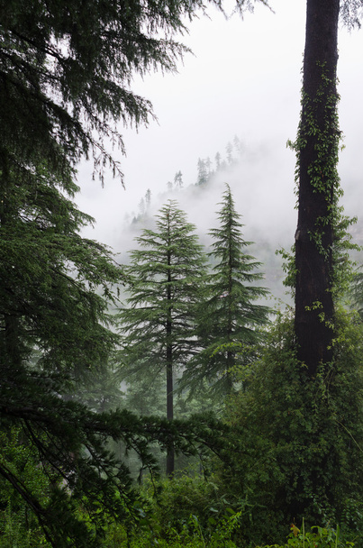 Fog after rain in wild forest - Фото, изображение