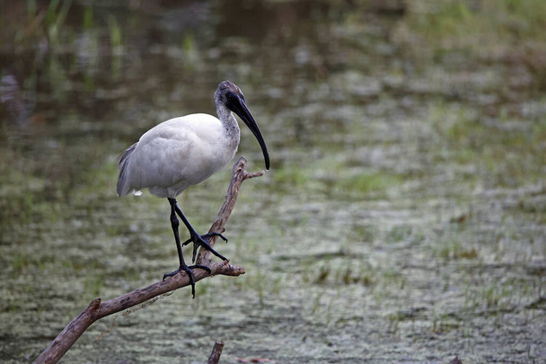 Juvenile black headed ibis fishing - Photo, Image