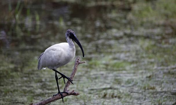 Giovane nero diretto ibis pesca - Foto, immagini