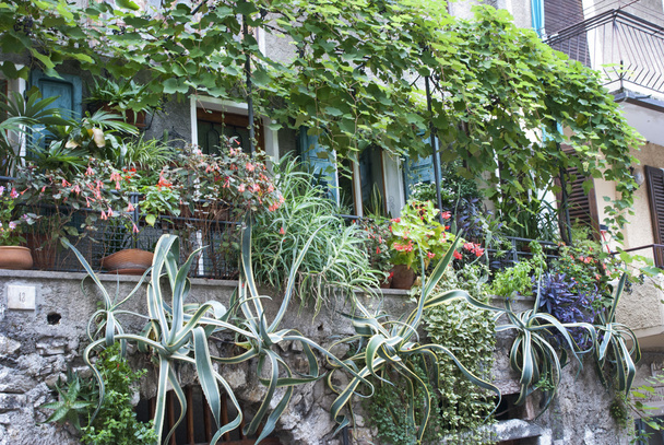 Balcón con plantas hermosas y exóticas
 - Foto, Imagen