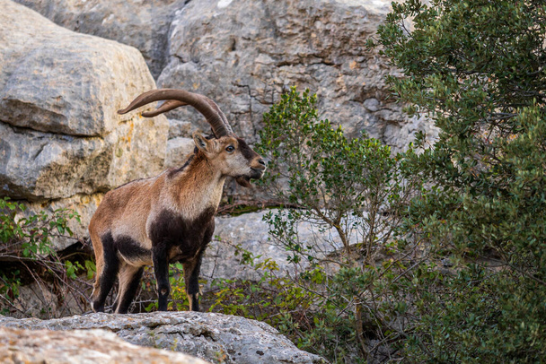 Ibex iberyjski - Capra pyrenaica, piękna popularna dzika koza górska z gór i wzgórz Iberii, Andaluzja, Hiszpania. - Zdjęcie, obraz