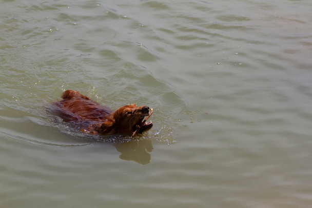 Красный английский кокер испанец плавает в озере - Фото, изображение