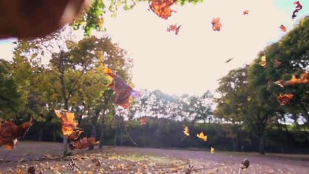 jesień spadających liści - Materiał filmowy, wideo