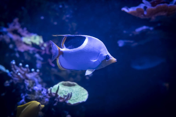 Palais de la Porte Doree. Peixes tropicais. Vista de um peixe Metynnis manchado - Foto, Imagem