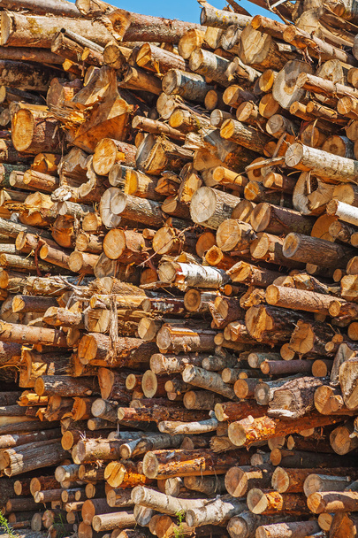 Big pile of cutted tree trunks - Φωτογραφία, εικόνα