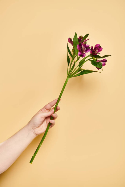 obiekt zdjęcie świeżych lilii w dłoni nieznanej kobiety z lakierem do paznokci na pastelowym żółtym tle - Zdjęcie, obraz
