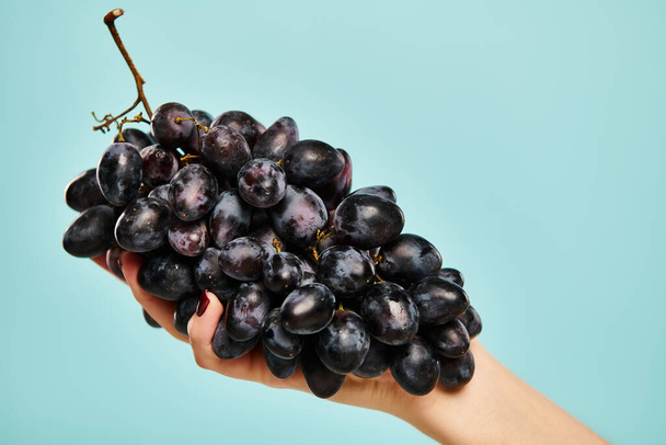 object photo of fresh juicy grapes in hand of young unknown woman with nail polish on blue backdrop - Photo, Image