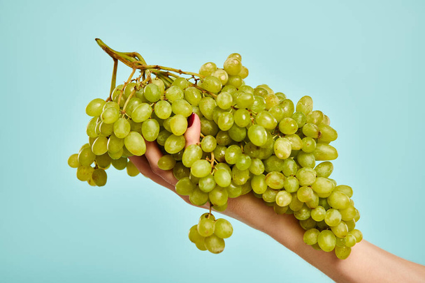 zdjęcie obiektu świeżych zielonych winogron w ręku młodej nieznanej modelki na niebieskim tle - Zdjęcie, obraz