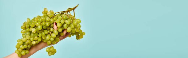 об'єктна фотографія соковитого смачного зеленого винограду в руці невідомої жіночої моделі на яскраво-синьому фоні - Фото, зображення