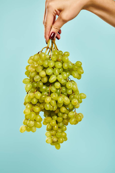 объект фото свежего сочного зеленого винограда в руке неизвестной женщины с лаком для ногтей на синем фоне - Фото, изображение